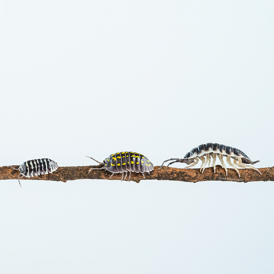 Isopods on a Stick