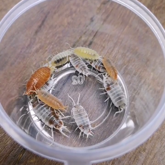 FAQ #1: Can I keep different isopods together?