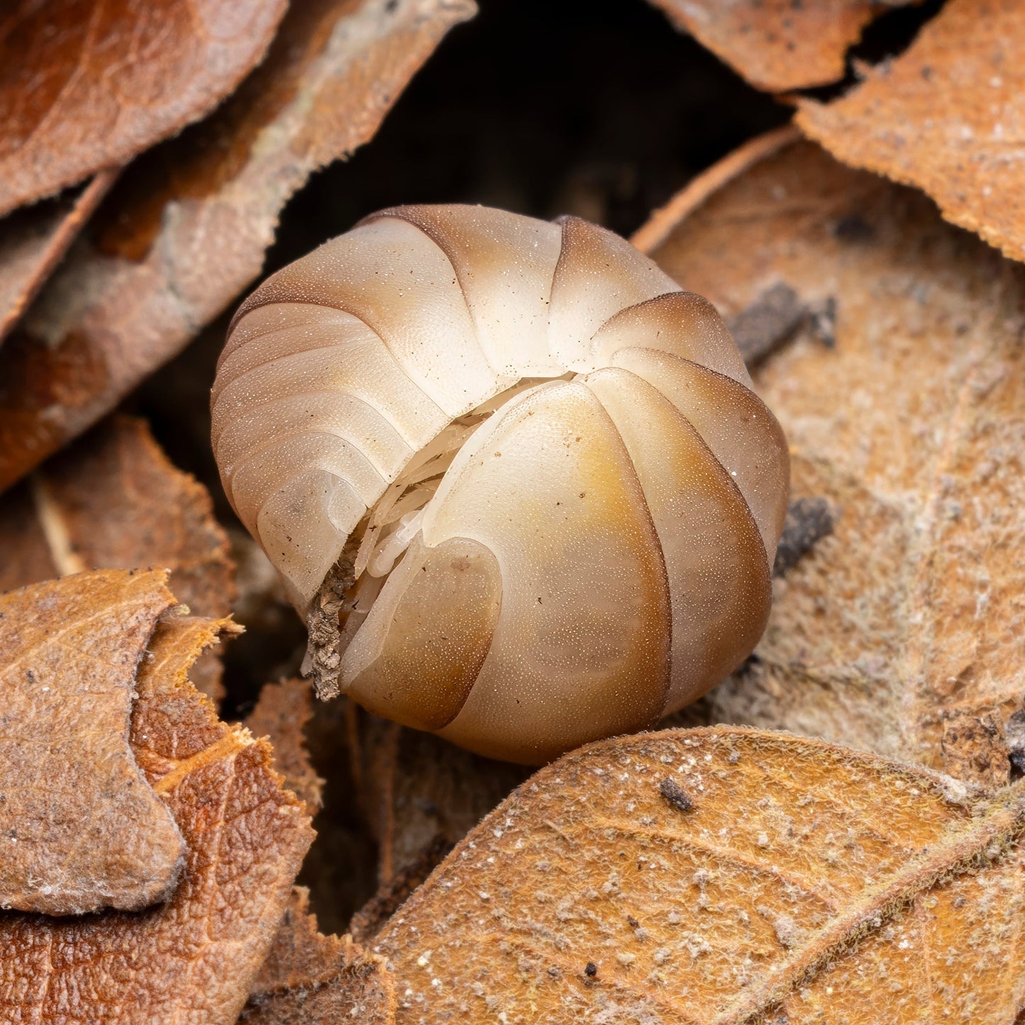 Armadillo officinalis 'Israel Ghost'