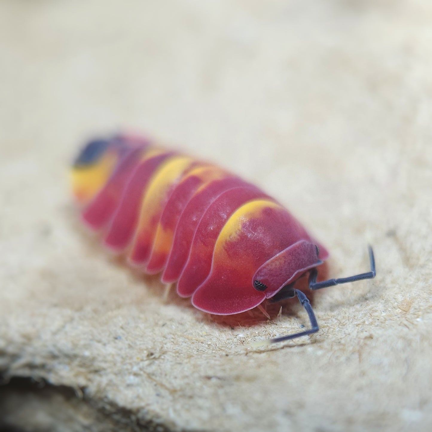 Ardientella sp. 'Scarlet'