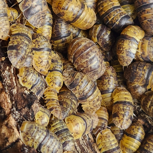 Filipinodillo sp. 'Leopard Bee'