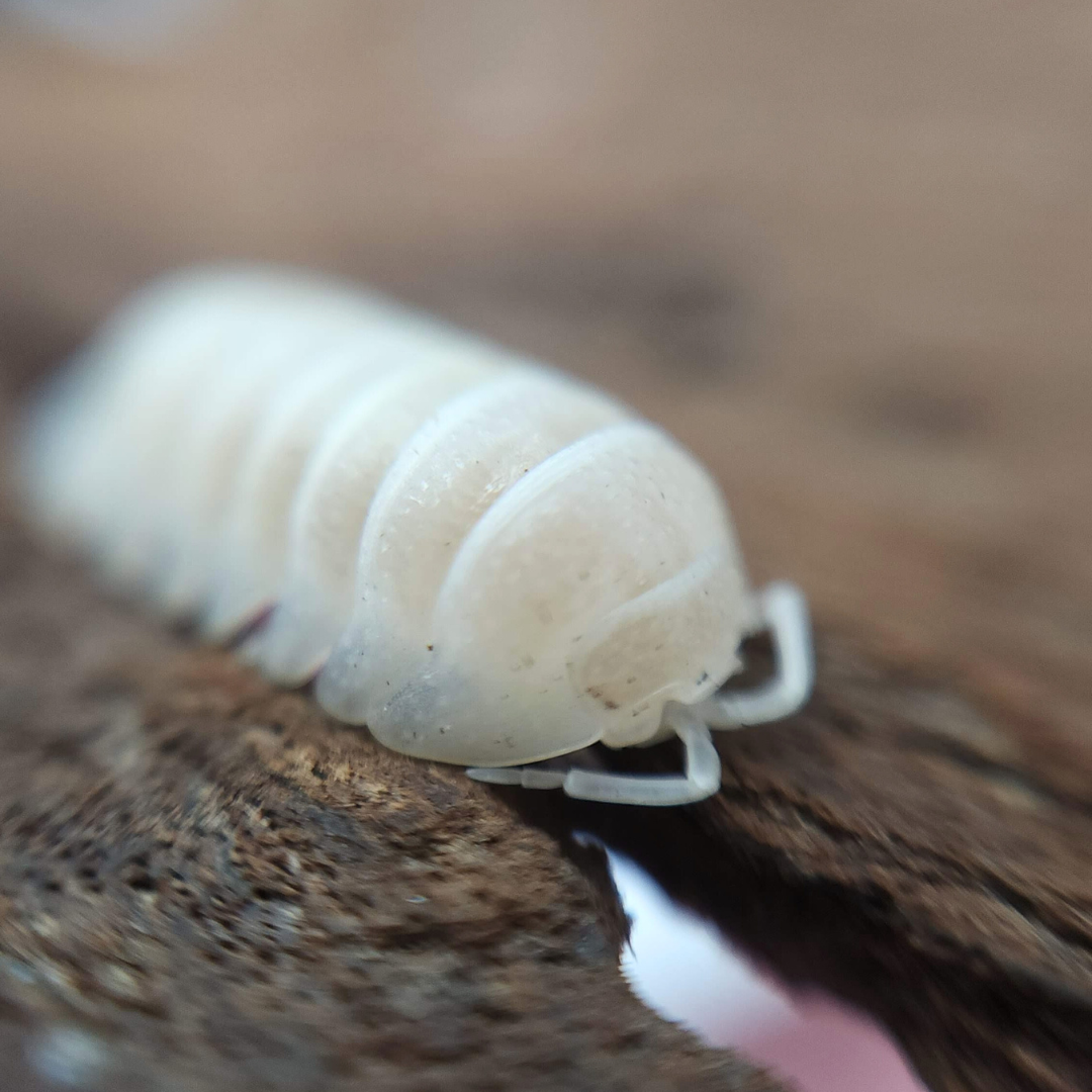 Armadillidium granulatum 'White Pearl'