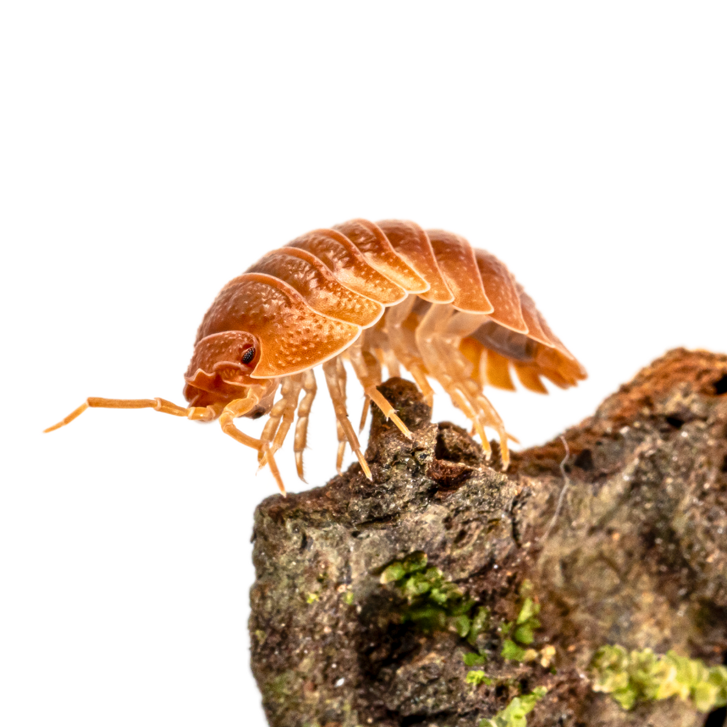 Armadillidium pallasii 'Orange'