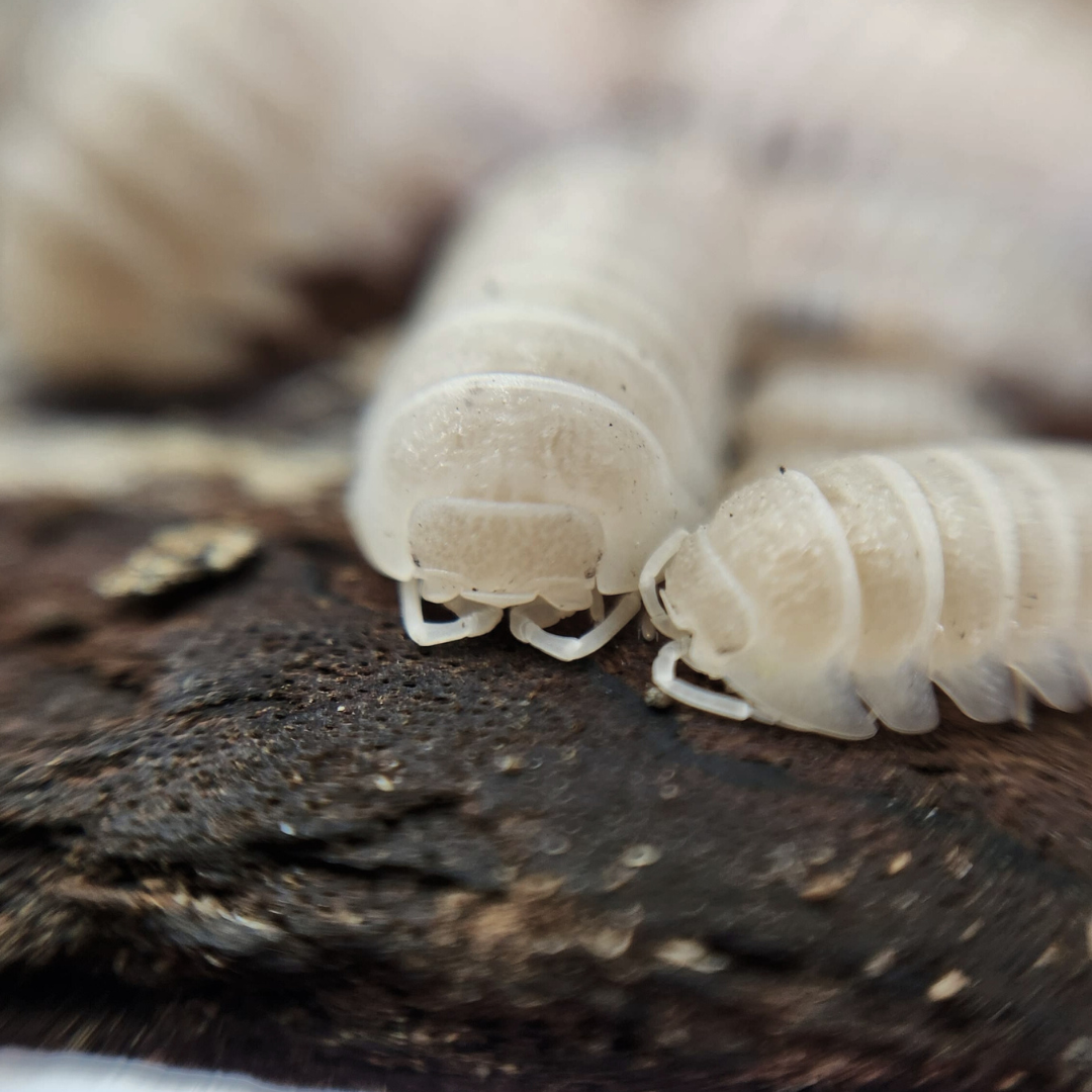 Armadillidium granulatum 'White Pearl'