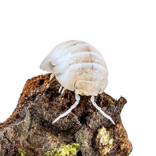 Armadillidium granulatum 'White Pearl'