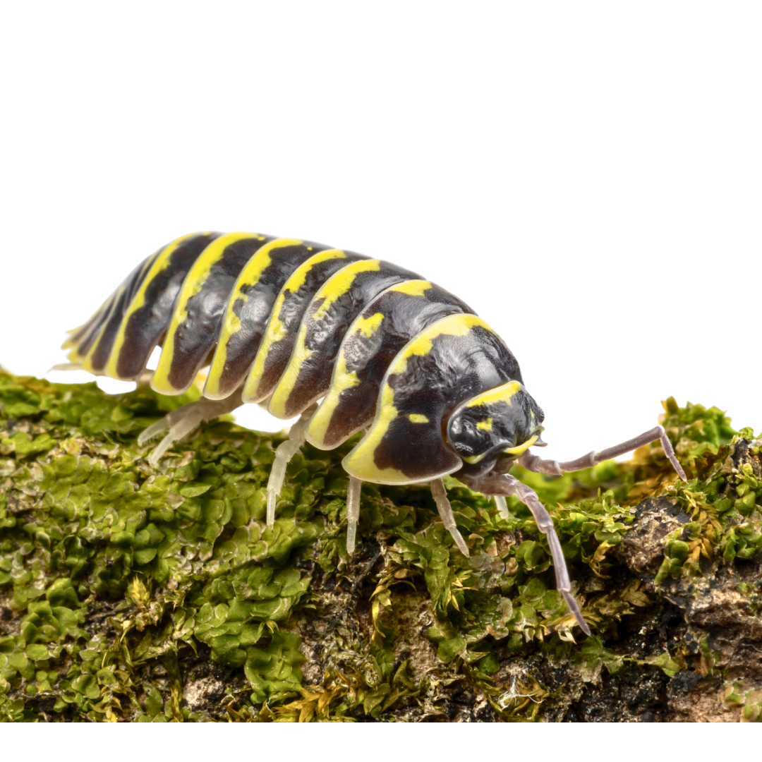 Armadillidium maculatum 'Yellow Zebra'