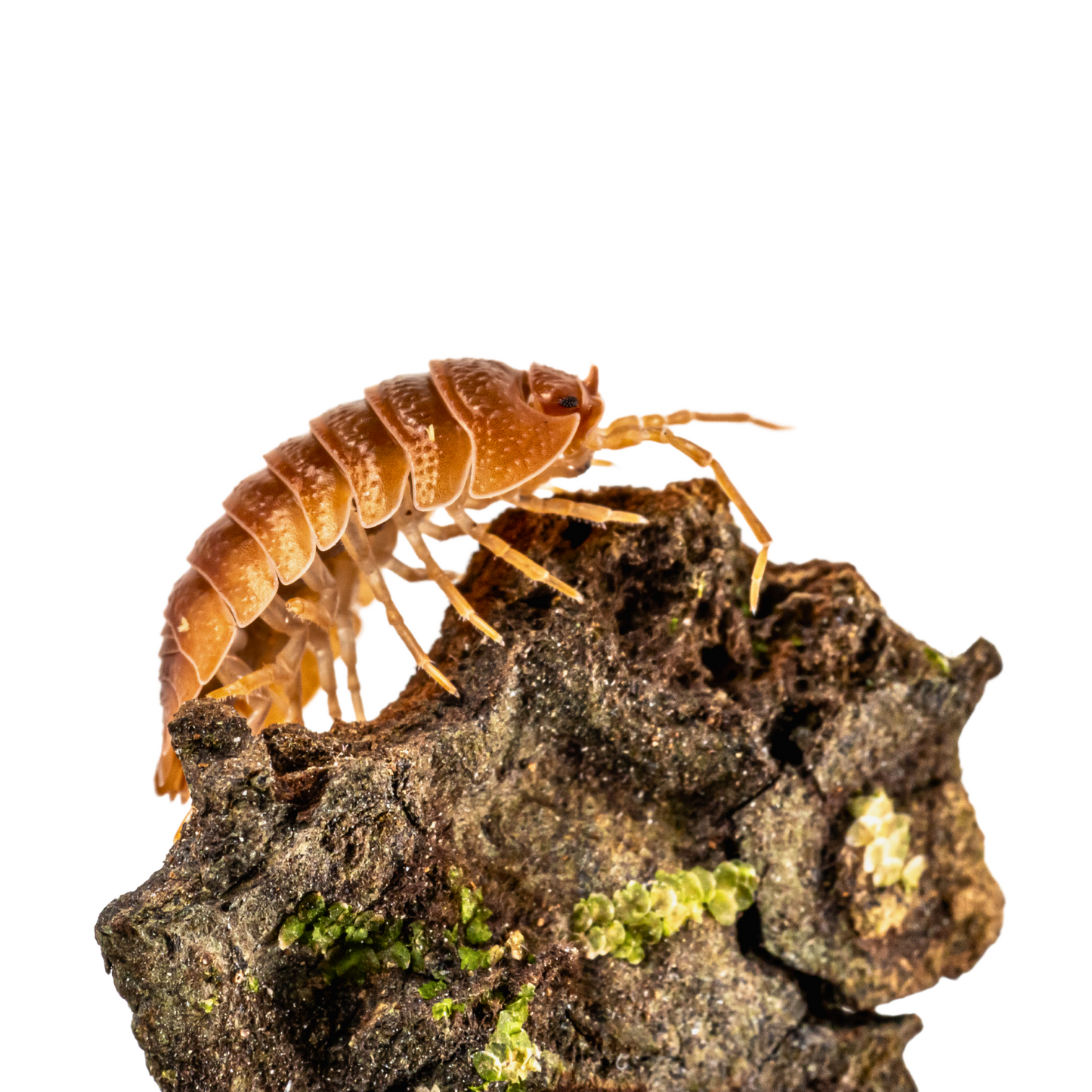 Armadillidium pallasii 'Orange'