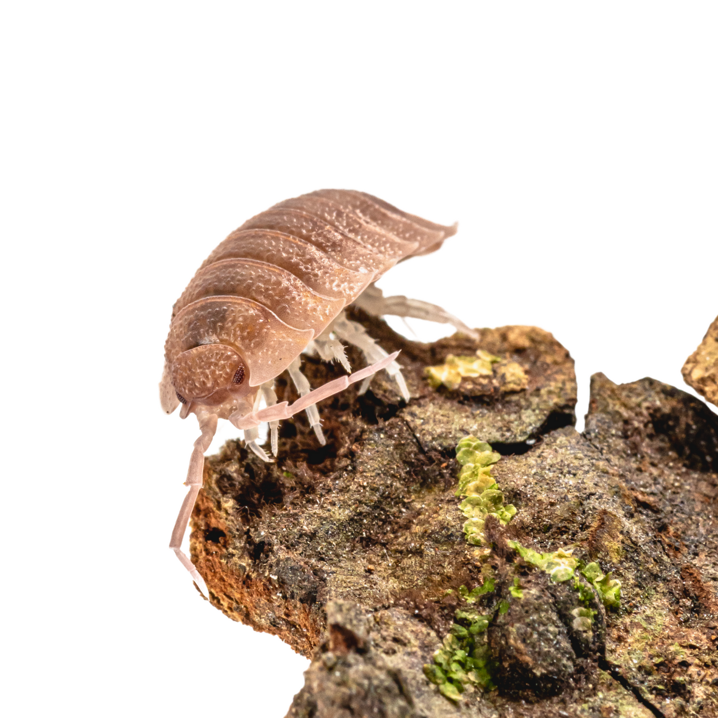 Porcellio scaber 'Ghost'
