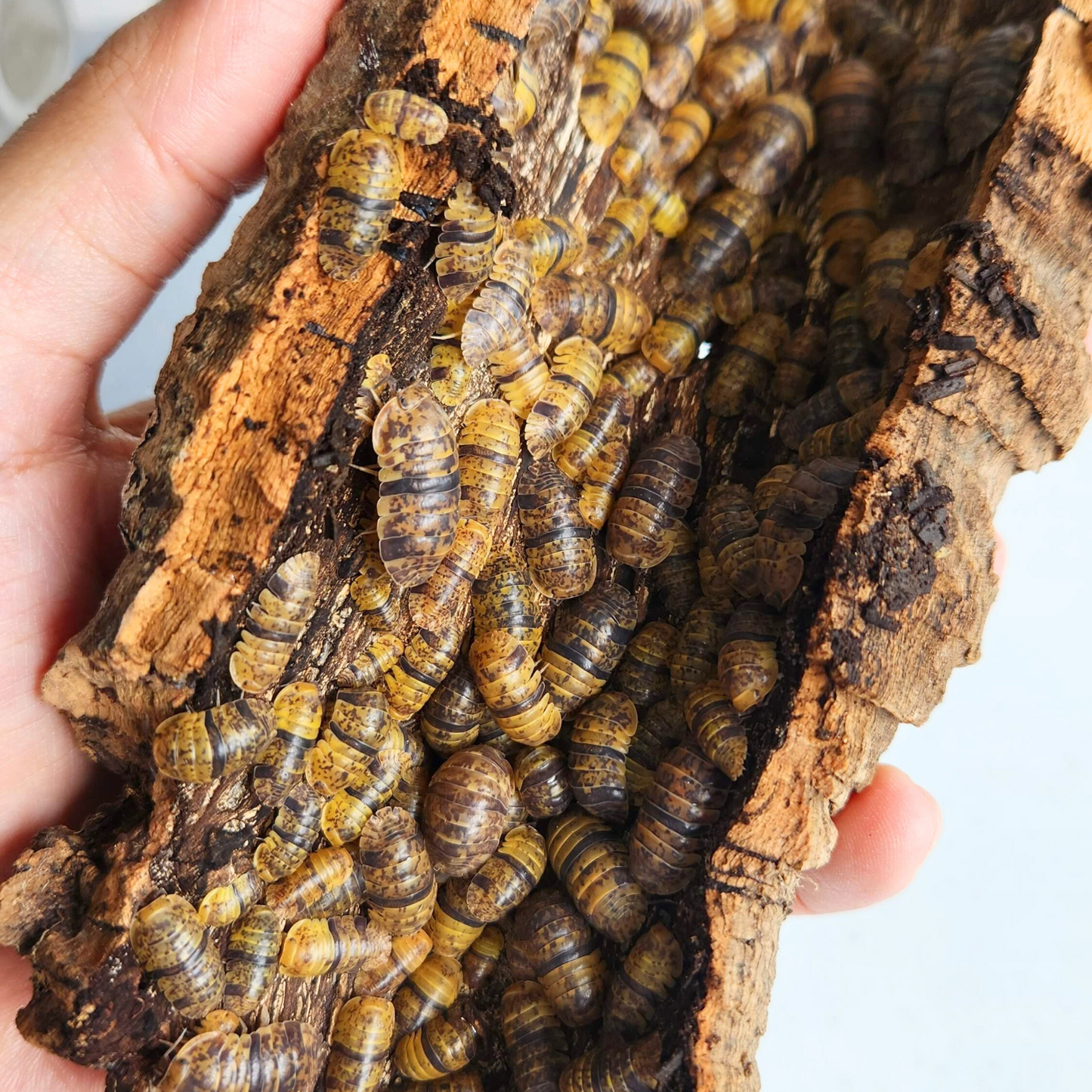 Filipinodillo sp. 'Leopard Bee'