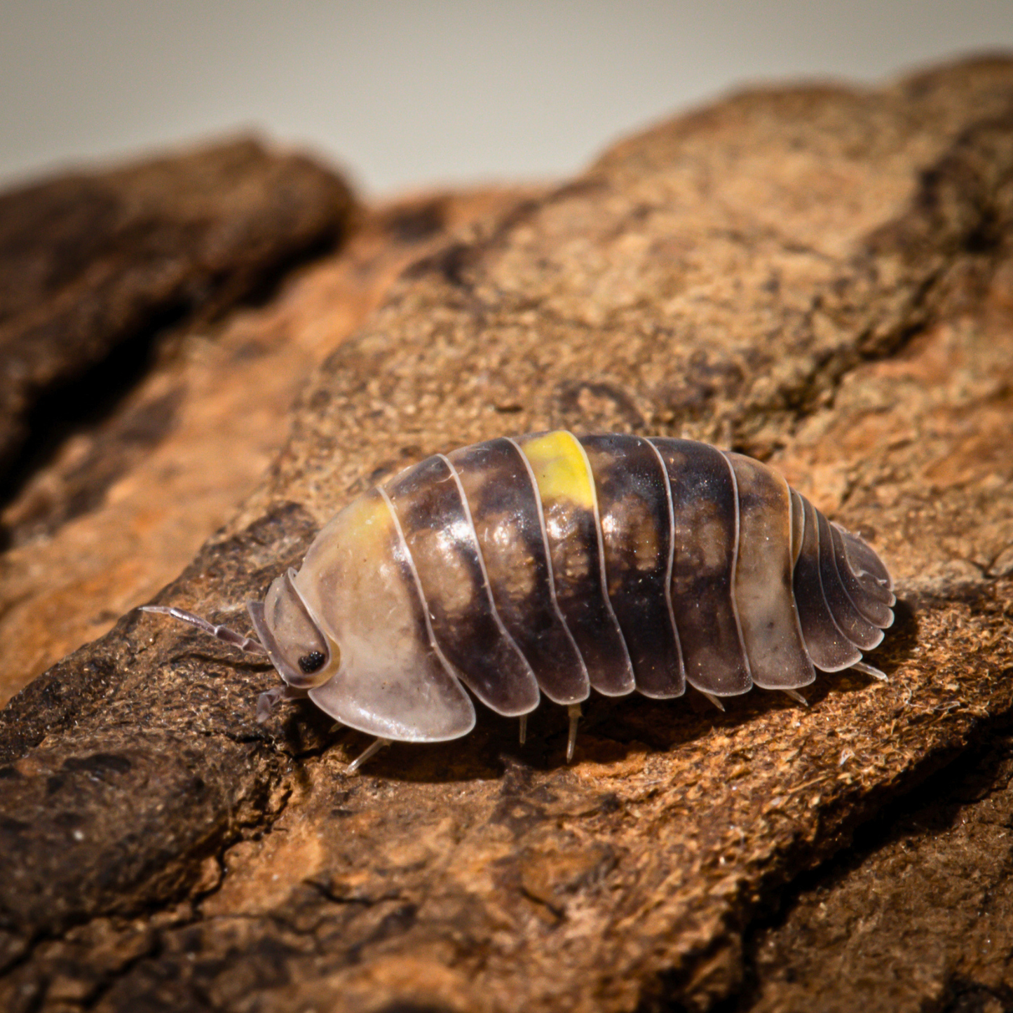 Cubaris sp. 'Amber Firefly LCF'