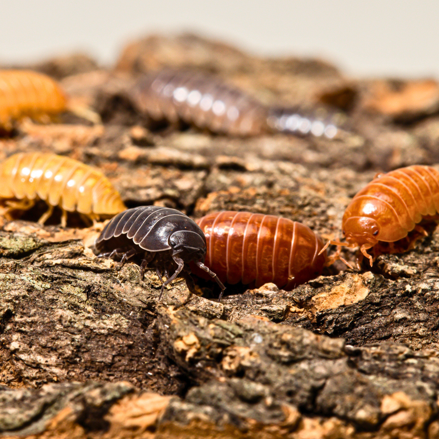 Armadillidium vulgare 'Gem Mix'
