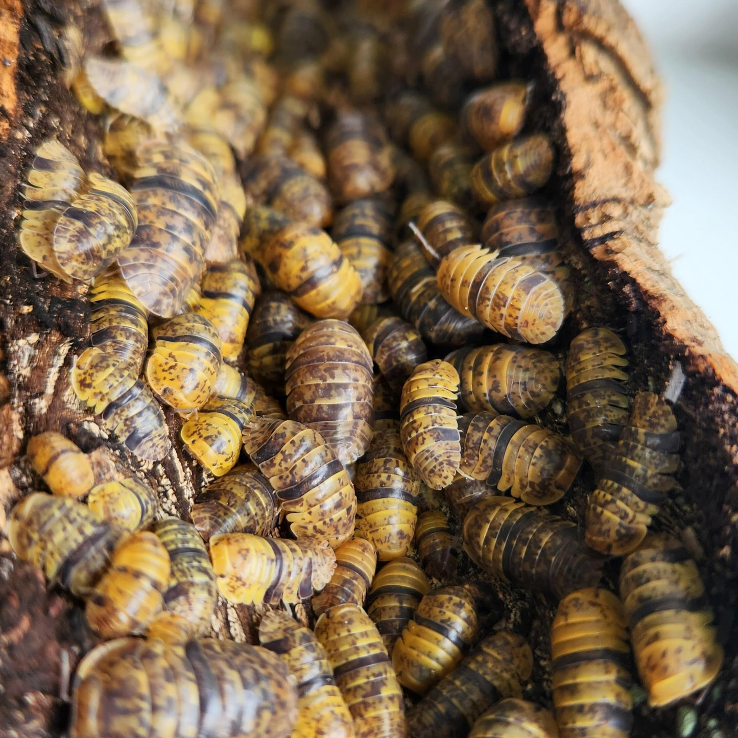 Filipinodillo sp. 'Leopard Bee'