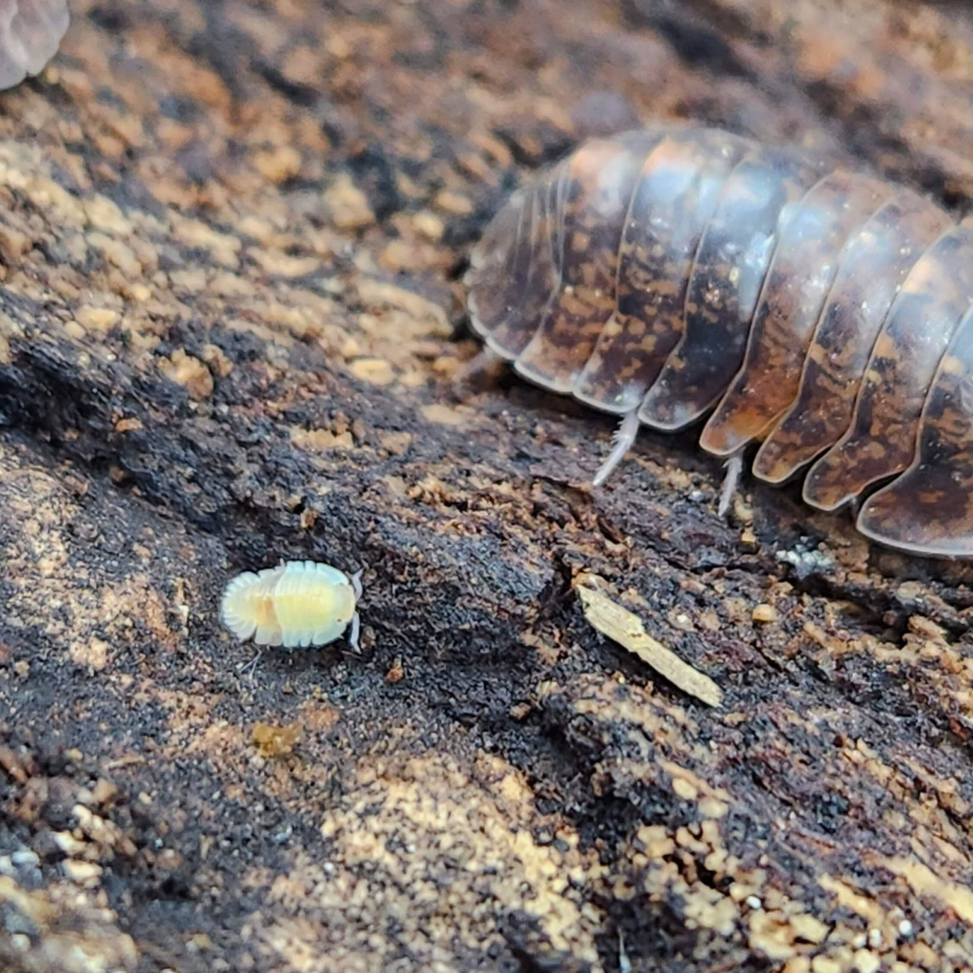 Filipinodillo sp. 'Banahaw'