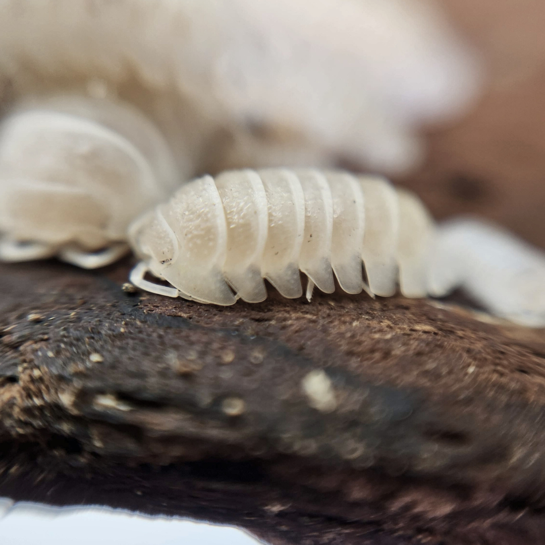 Armadillidium granulatum 'White Pearl'