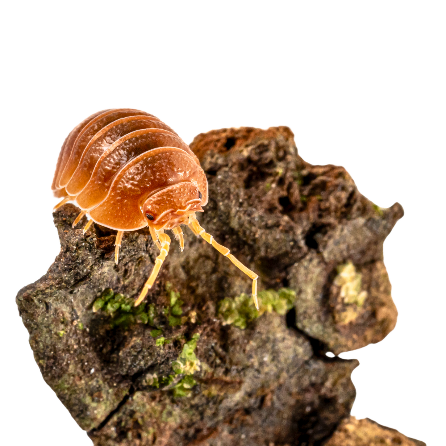 Armadillidium pallasii 'Orange'