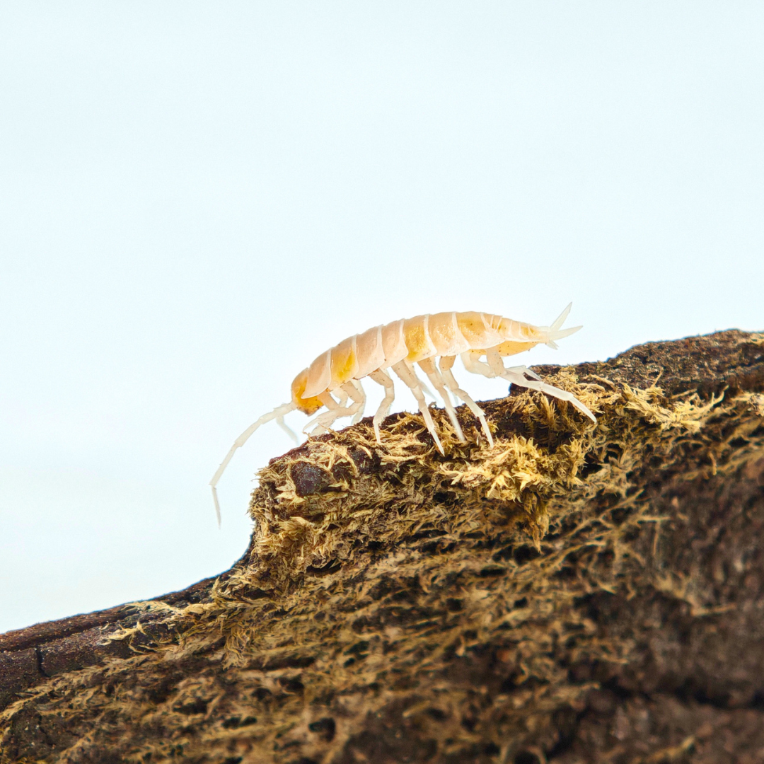 Porcellionides pruinosus 'Lemon Crumble'