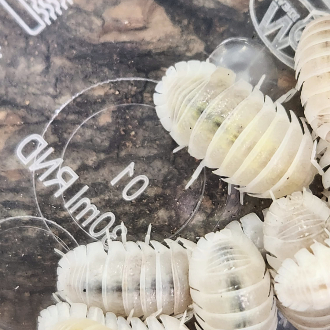 Armadillidium granulatum 'White Pearl'