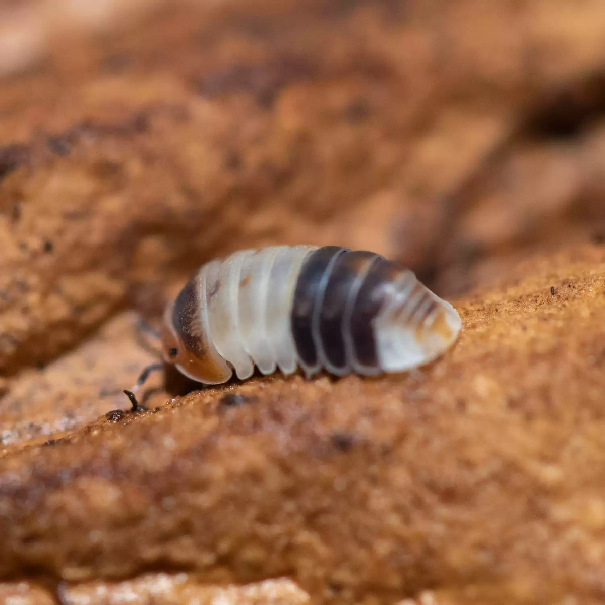 Cubaris sp. 'White Shark'