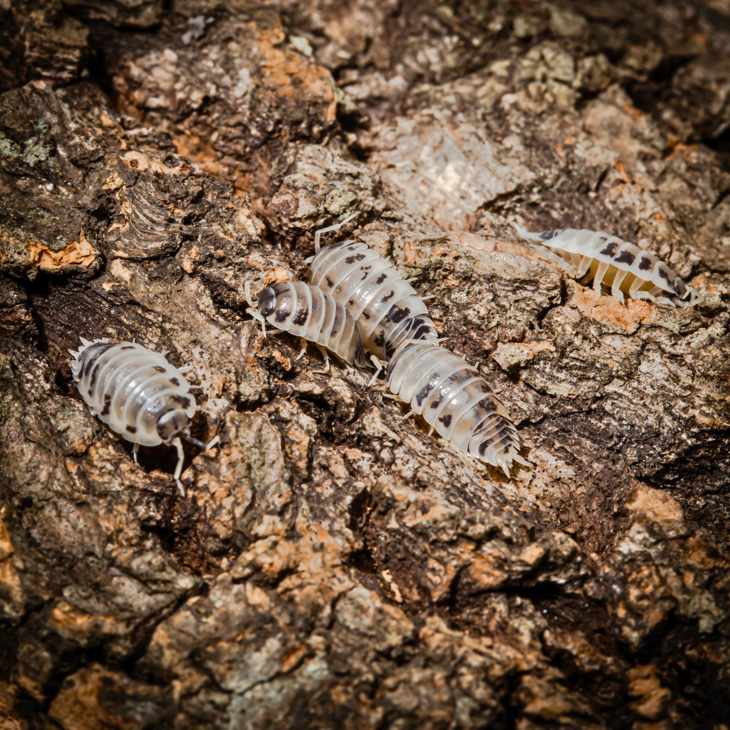 Porcellio laevis 'Dairy Cow'