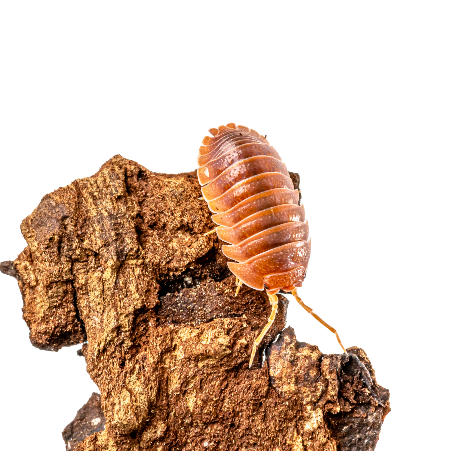 Armadillidium pallasii 'Orange'