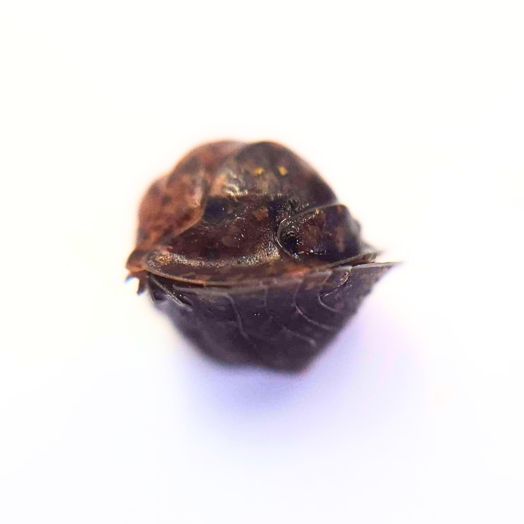 Filipinodillo sp. 'Banahaw'