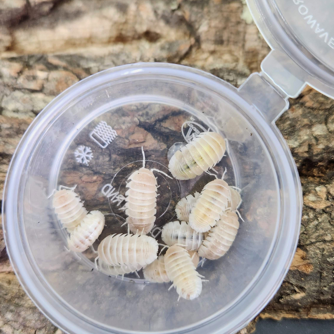 Armadillidium granulatum 'White Pearl'