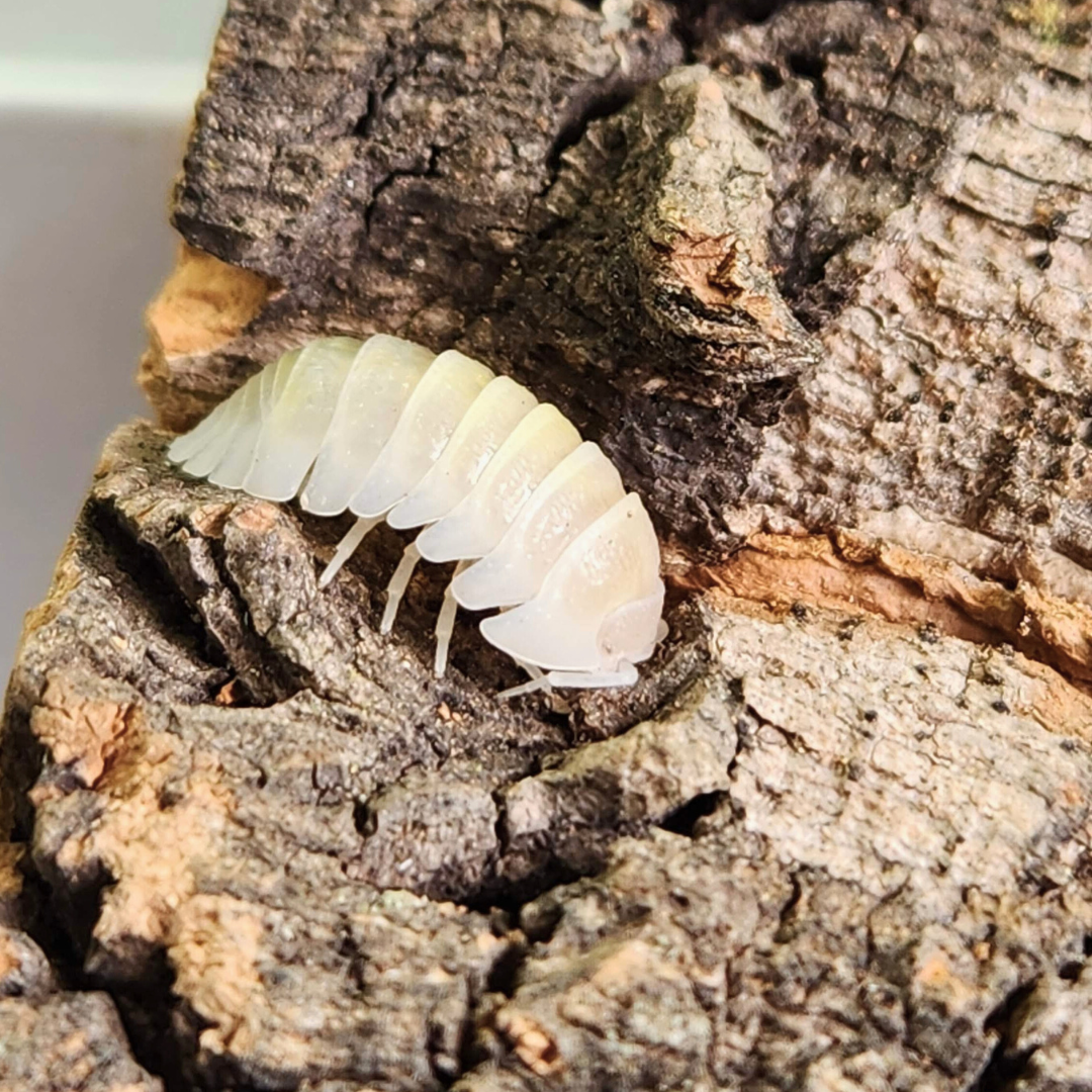 Armadillidium granulatum 'White Pearl'