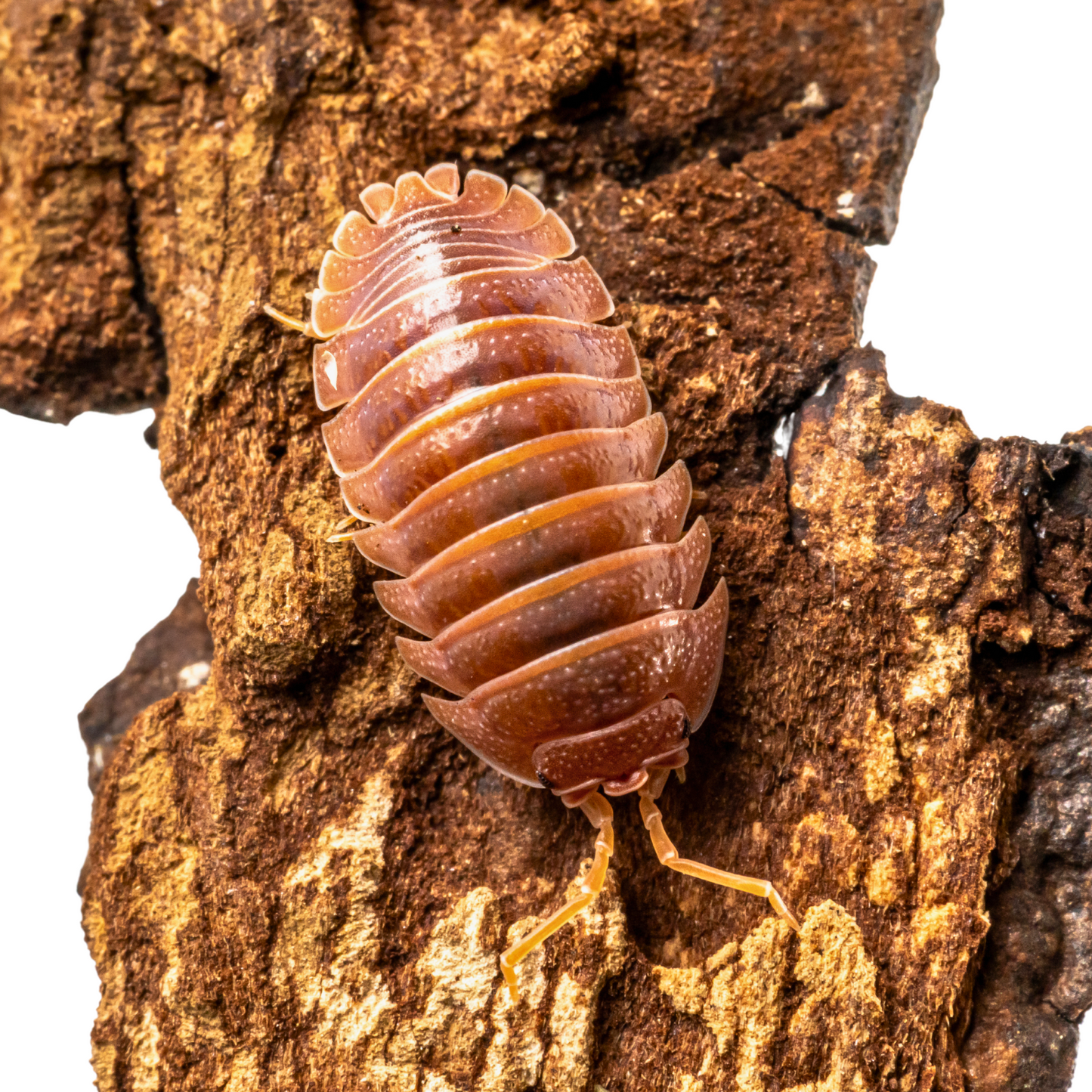 Armadillidium pallasii 'Orange'
