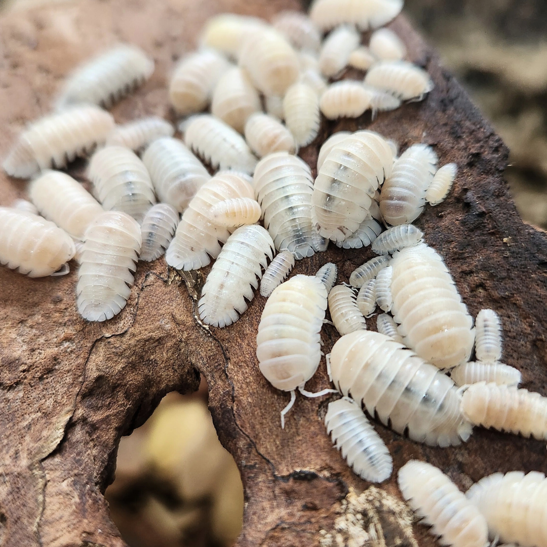 Armadillidium granulatum 'White Pearl'