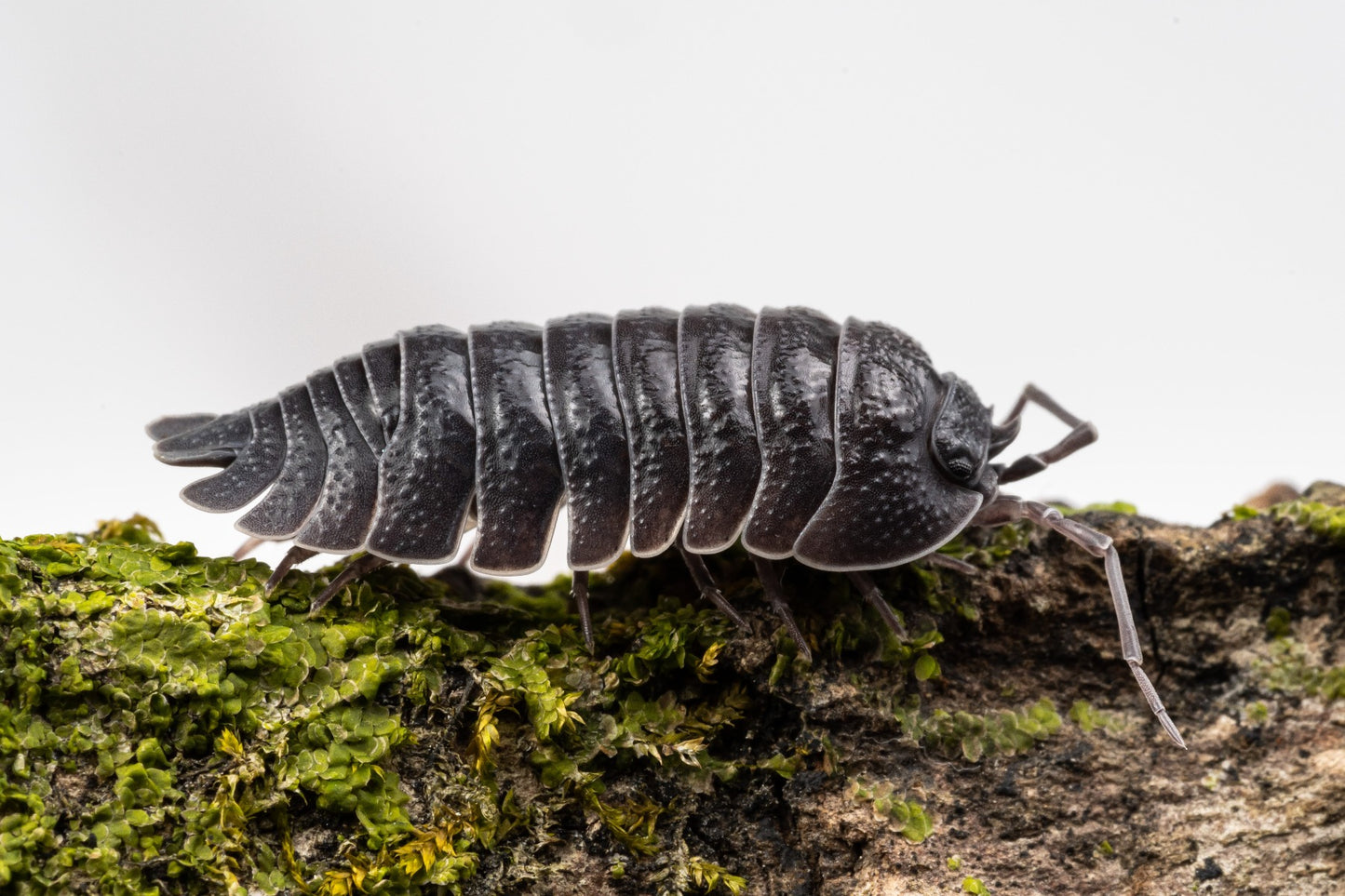 Armadillidium pallasii