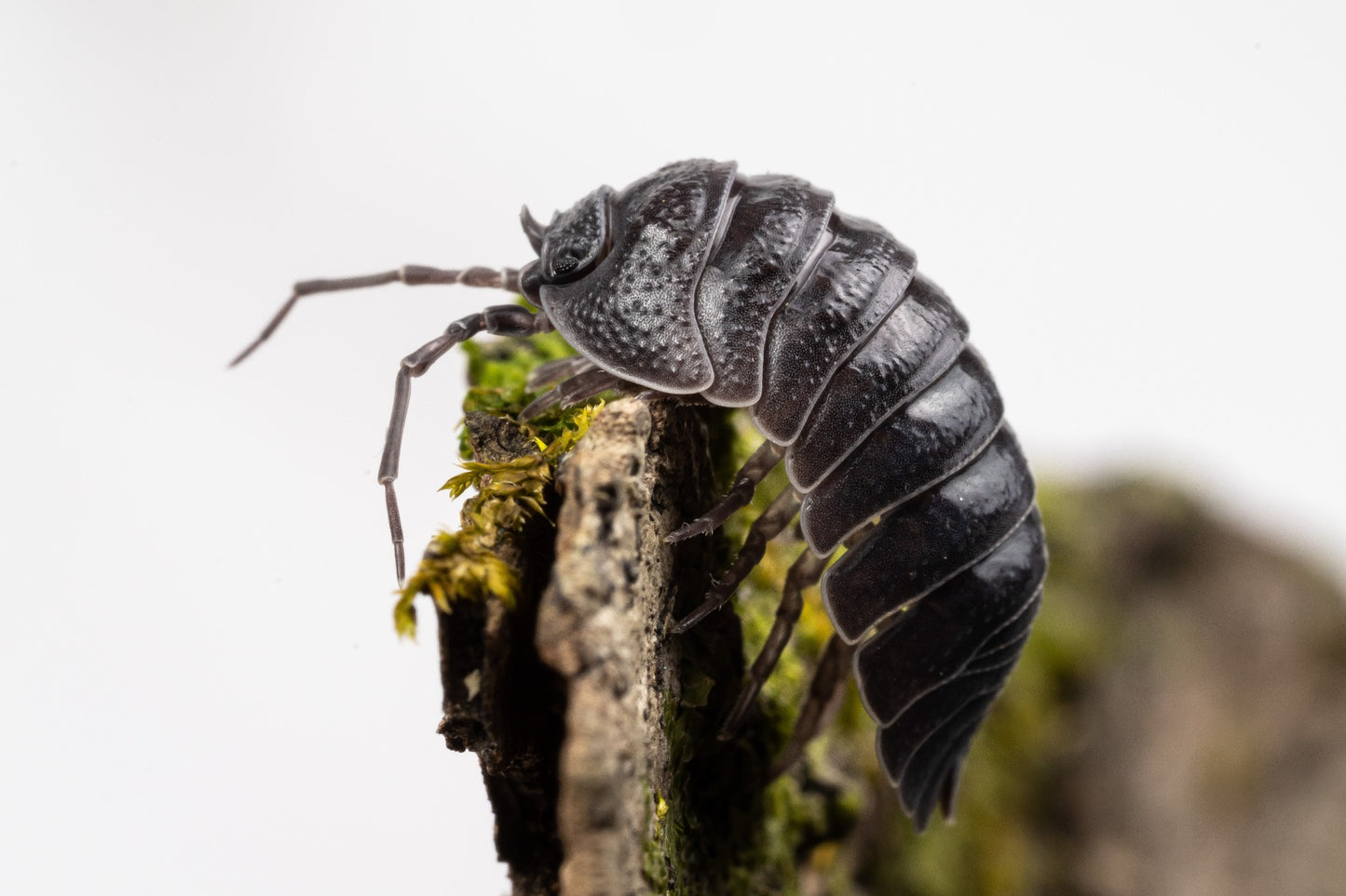 Armadillidium pallasii