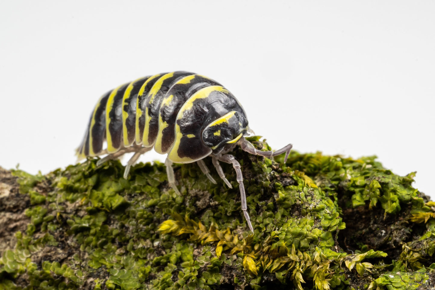 Armadillidium maculatum 'Yellow Zebra'