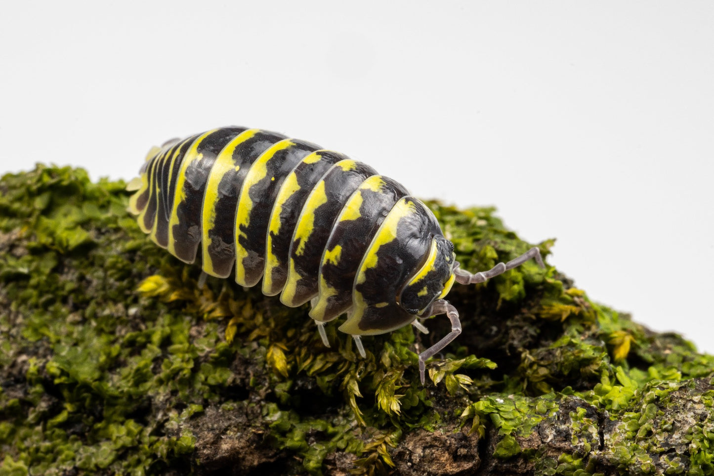 Armadillidium maculatum 'Yellow Zebra'