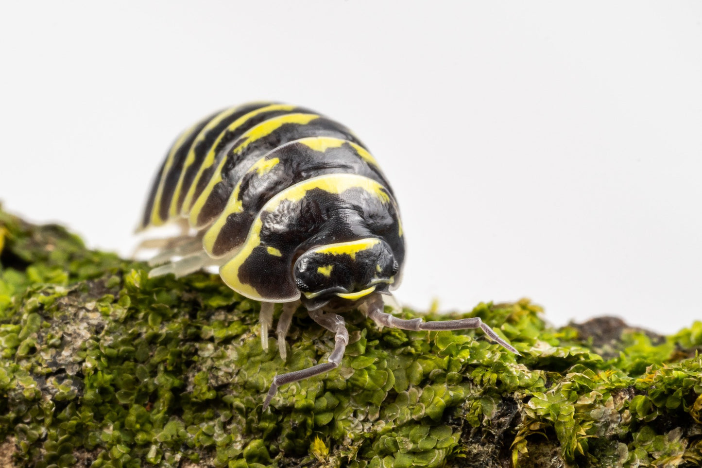 Armadillidium maculatum 'Yellow Zebra'