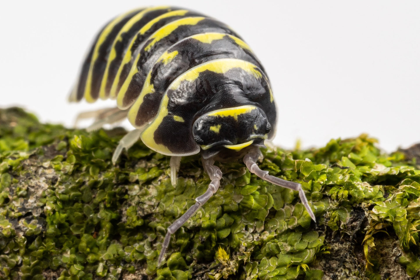 Armadillidium maculatum 'Yellow Zebra'