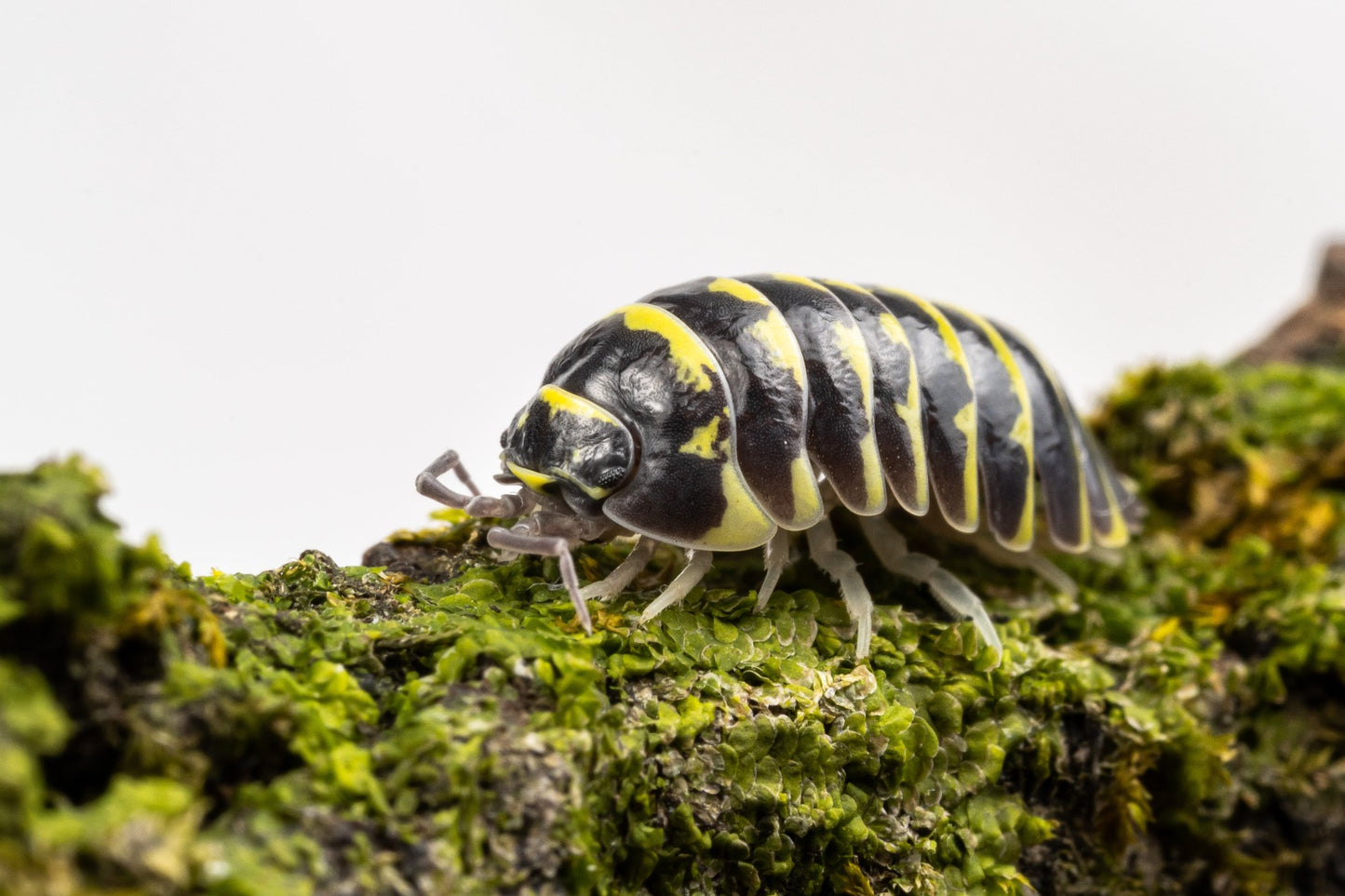 Armadillidium maculatum 'Yellow Zebra'