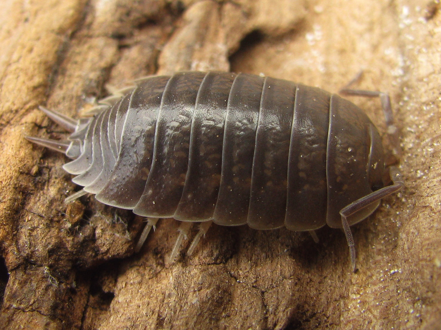 Porcellio laevis 'Wild Type'