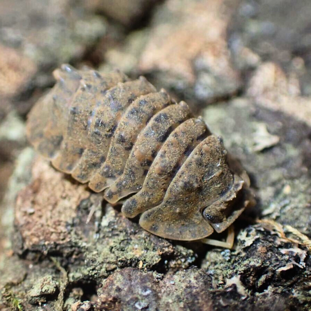 Armadillidae sp. 'Crocodillo'