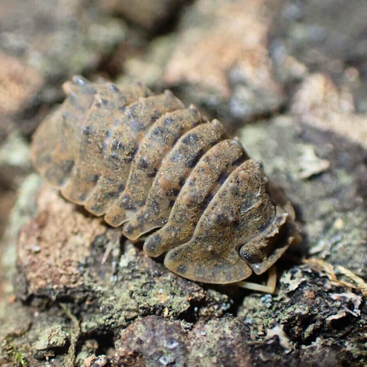 Armadillidae sp. 'Crocodillo'