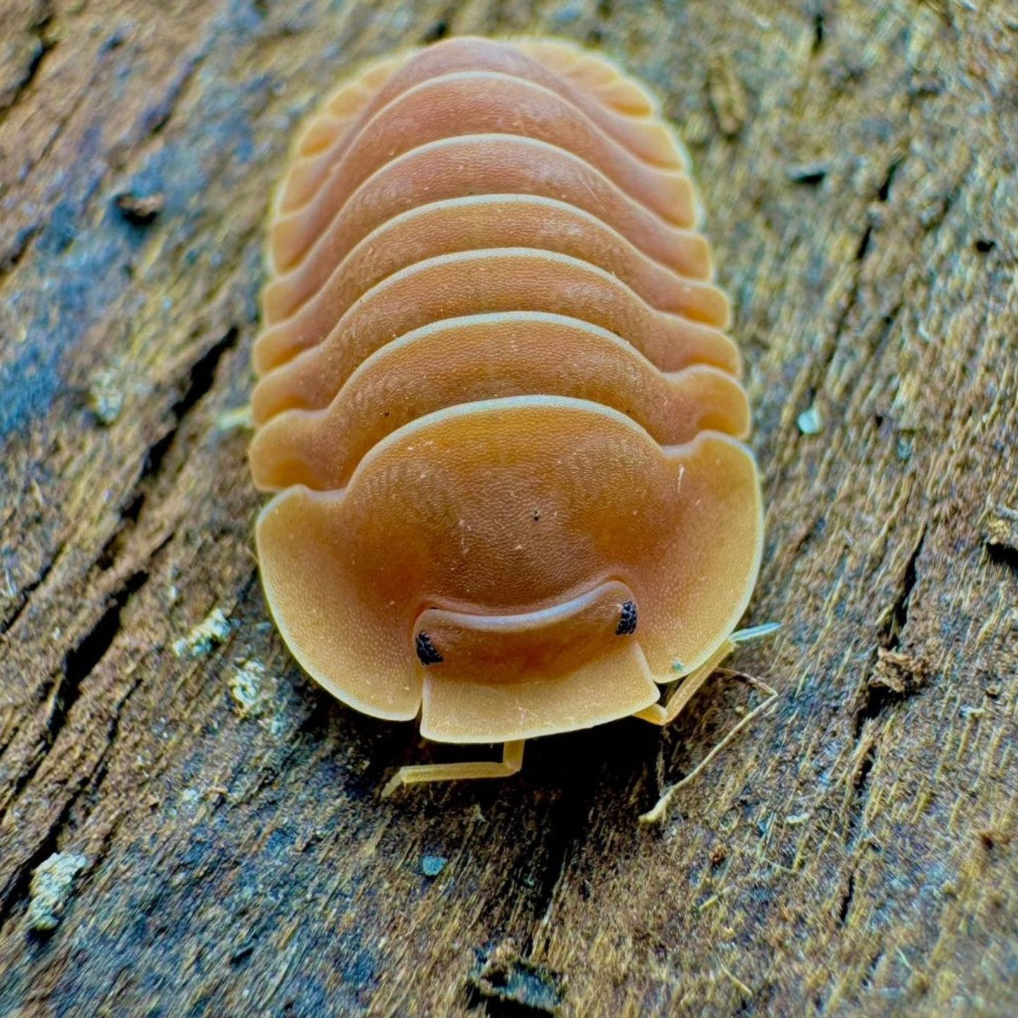 Cubaris sp. 'Crabby'