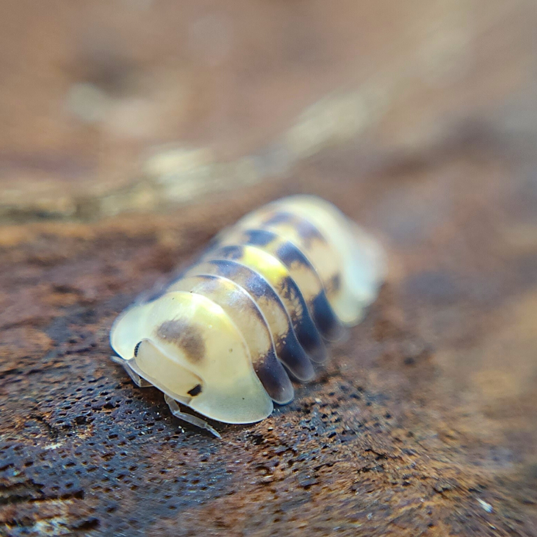 Cubaris sp. 'Amber Firefly LCF'