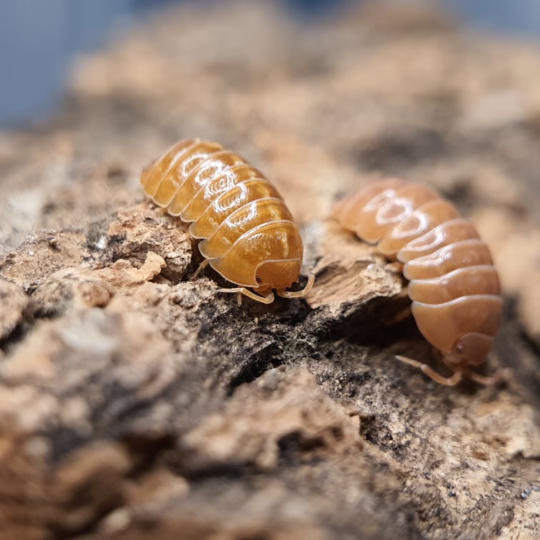 Armadillidium vulgare 'Orange' - Weird Pets PH