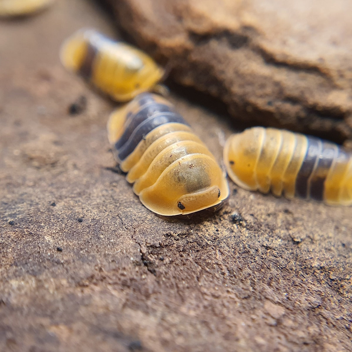 Cubaris sp. 'Amber Ducky' - Weird Pets PH