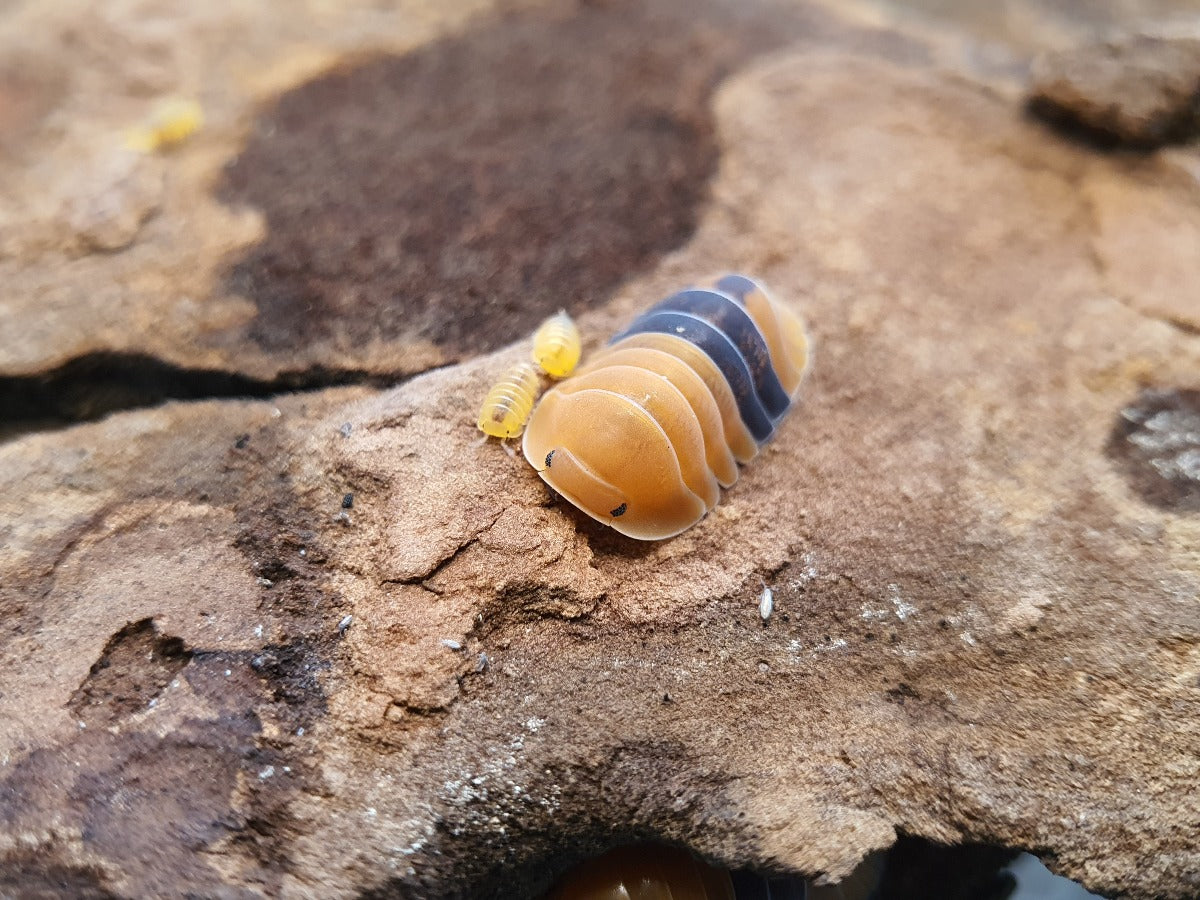 Cubaris sp. 'Amber Ducky' - Weird Pets PH
