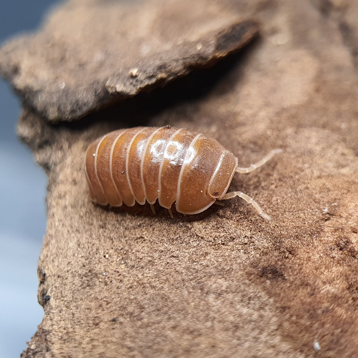 Armadillo officinalis 'Brick' - Weird Pets PH