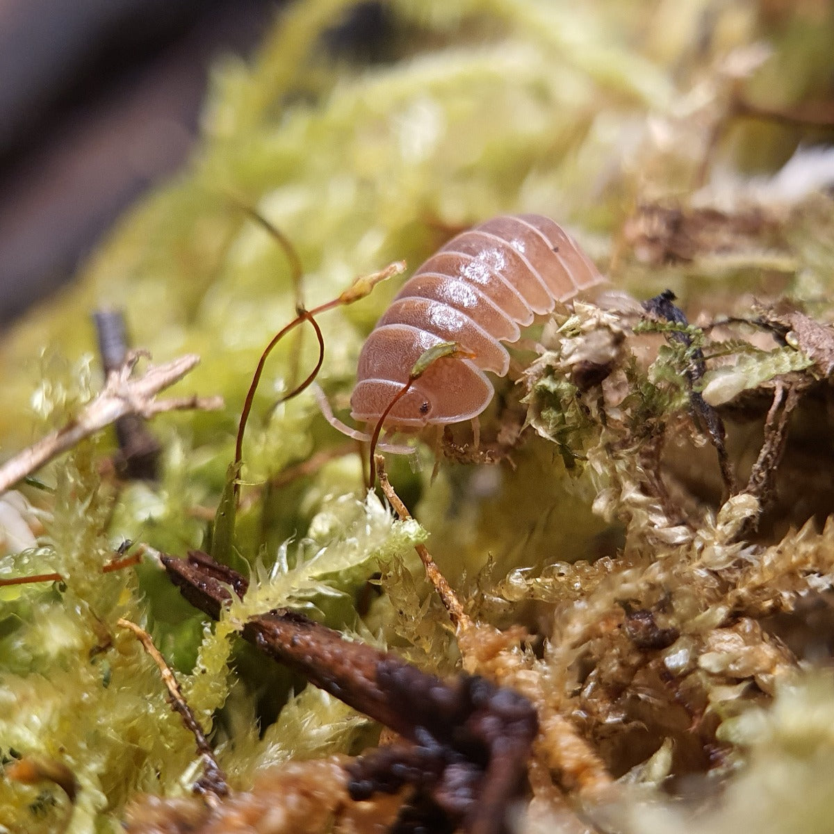 Armadillo officinalis 'Brick' - Weird Pets PH