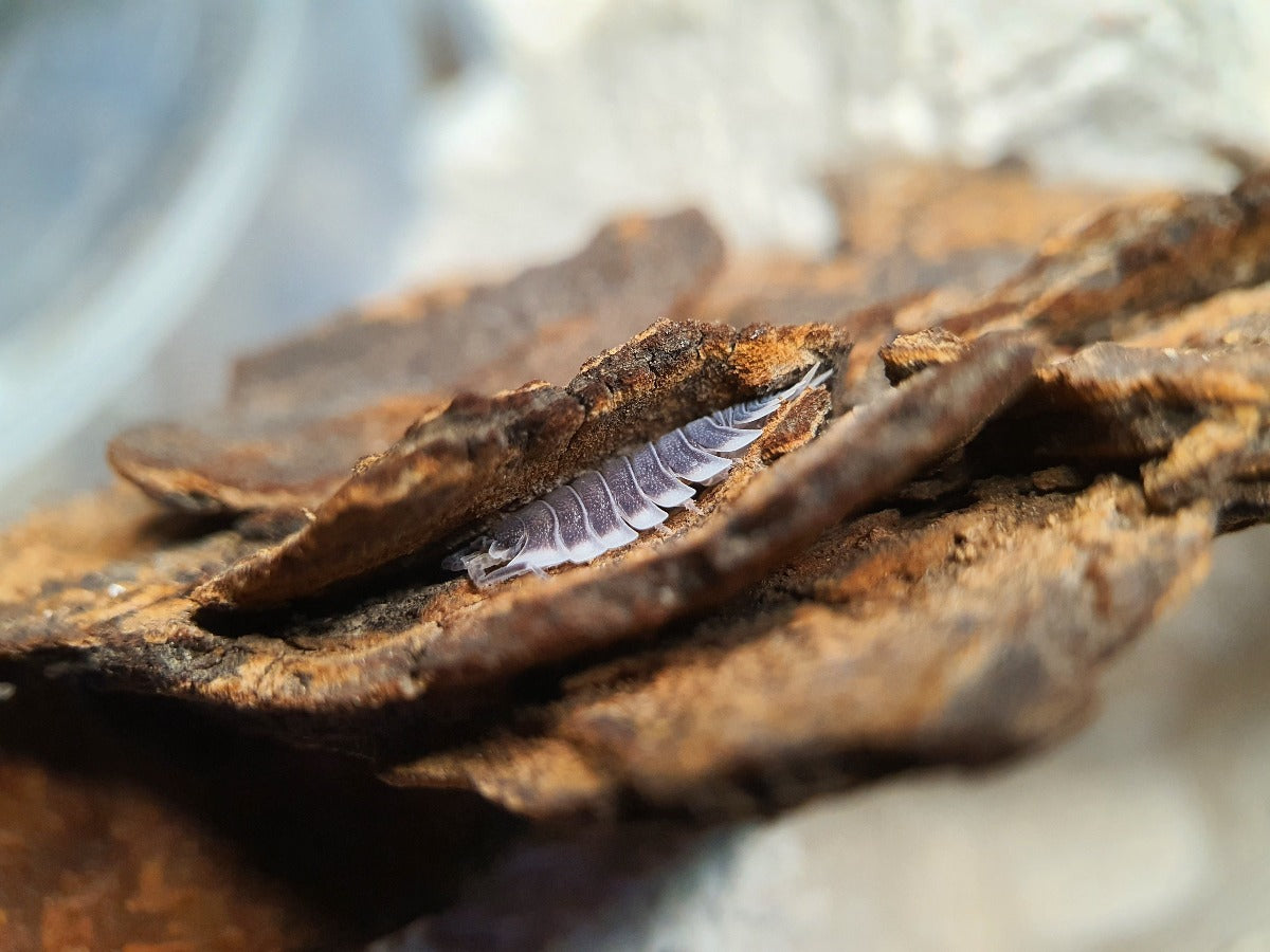 Porcellio werneri - Weird Pets PH