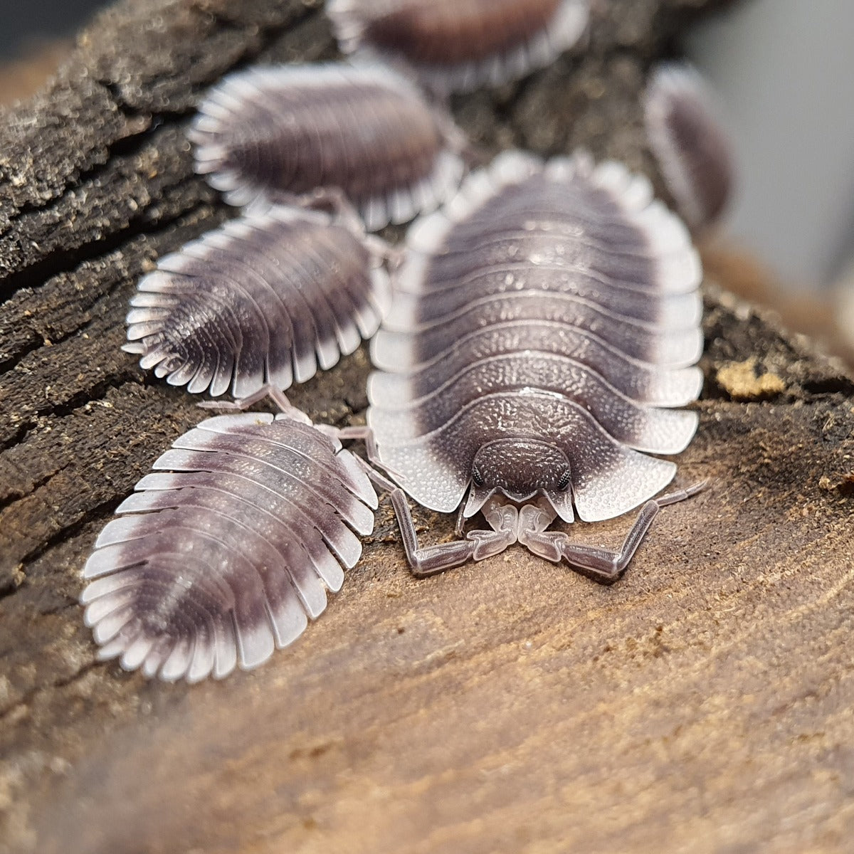 Porcellio werneri - Weird Pets PH