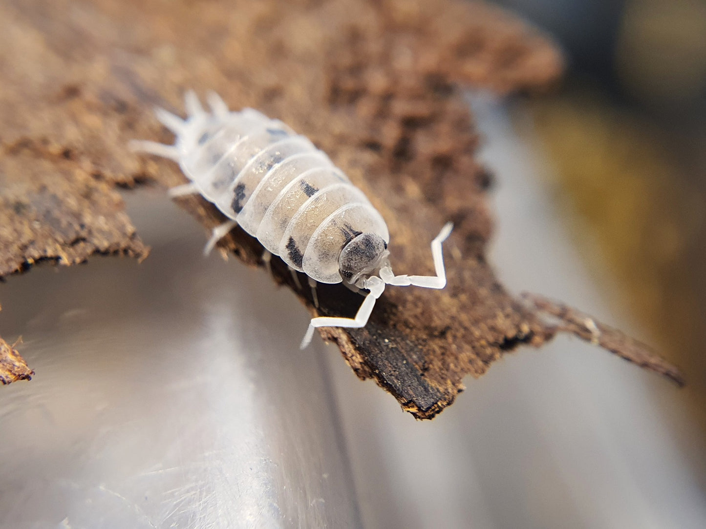 Porcellionides pruinosus 'Oreo Crumble' - Weird Pets PH
