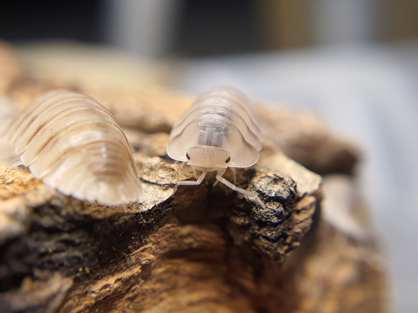 Cubaris sp. 'Caramel' - Weird Pets PH